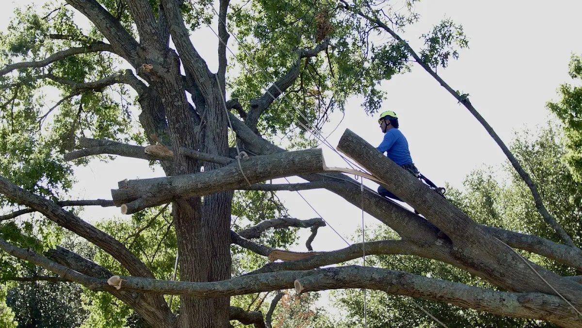 Professional Crown Thinning performed by certified arborists in Allegany