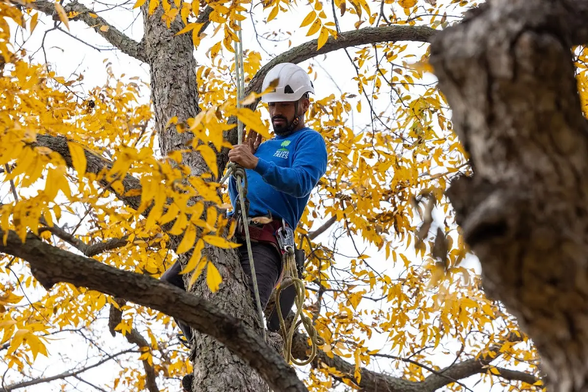 Skilled Tree Planting crew working in Allegany