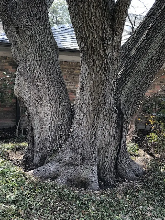 Mature heritage tree close to a Allegany property cared for by certified arborists