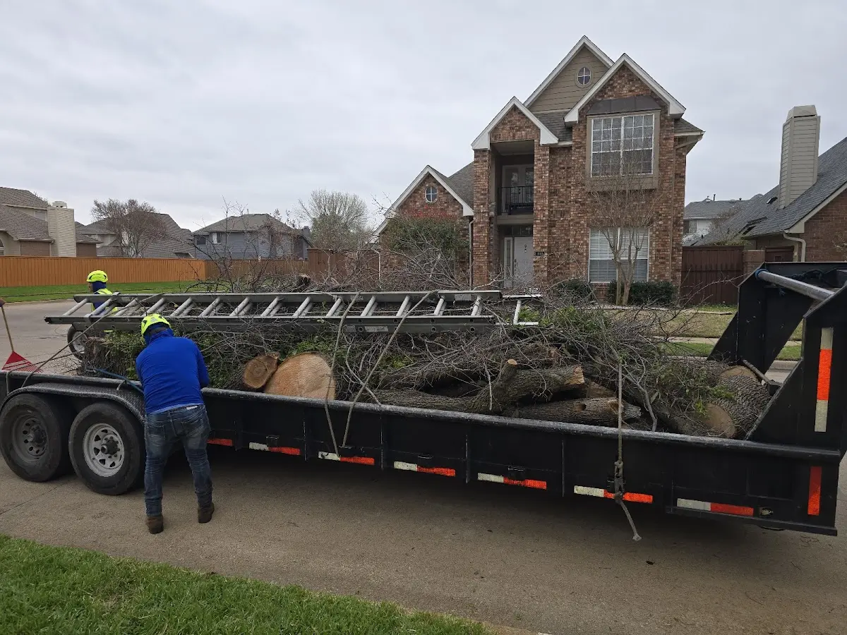 Expert Tree Removal with proper safety equipment in Allegany